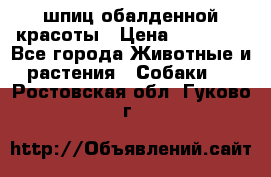 шпиц обалденной красоты › Цена ­ 22 000 - Все города Животные и растения » Собаки   . Ростовская обл.,Гуково г.
